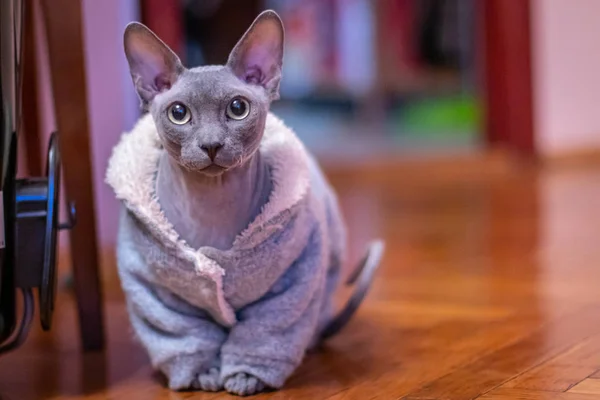 Gatto calvo egiziano sul pavimento in accappatoio — Foto Stock