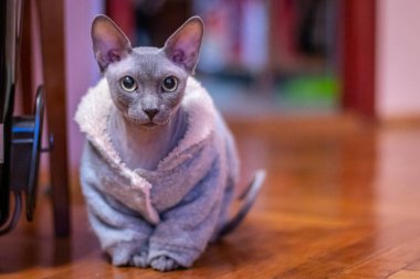 Cüppeli Mısırlı kel kedi