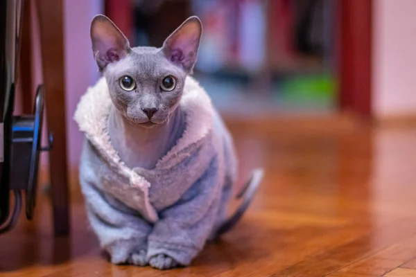 Egyptian bald cat on floor in robe — Stock Photo, Image