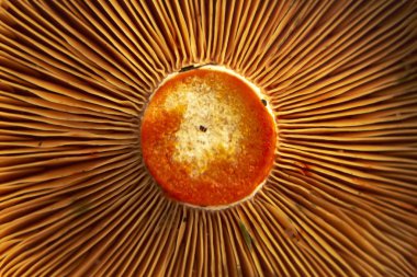 Safran süt Kupası mantar yakın çekim