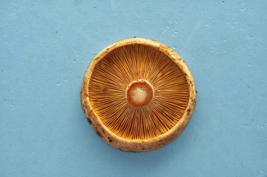Saffron milk cup mushroom on blue background clipart