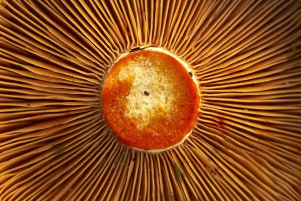 Safran süt Kupası mantar yakın çekim