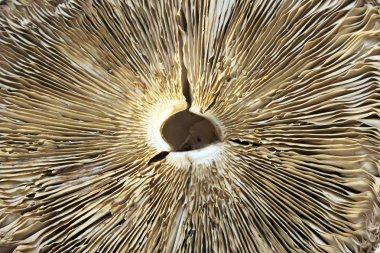 Alt kısmındaki şemsiye mantar yakın çekim