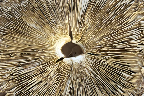 Alt kısmındaki şemsiye mantar yakın çekim