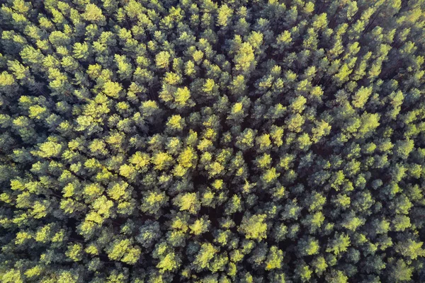 Forest from above.