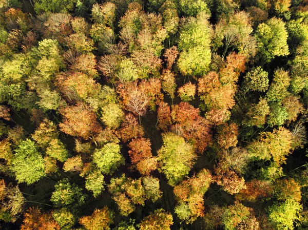 Autumn forest from above.