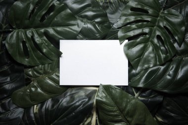 Kompozisyon tropikal yeşil yaprakları