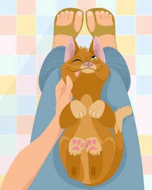 Kedi hostes'ın kucağına