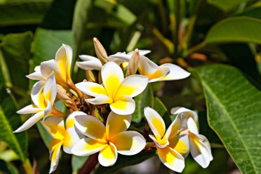 Güzel Plumeria ya da bahçede çiçek açan Frangipani. 