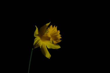 siyah zemin üzerine sarı nergis