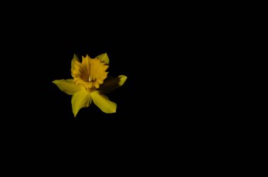 siyah zemin üzerine sarı nergis