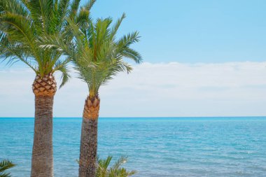Hurma ağaçları ve deniz.