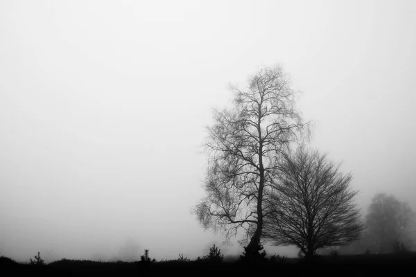 Δέντρα στην ομίχλη Φωτογραφία Αρχείου