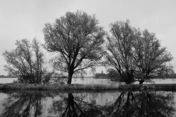 Tre alberi al lago con riflesso in acqua — Foto Stock