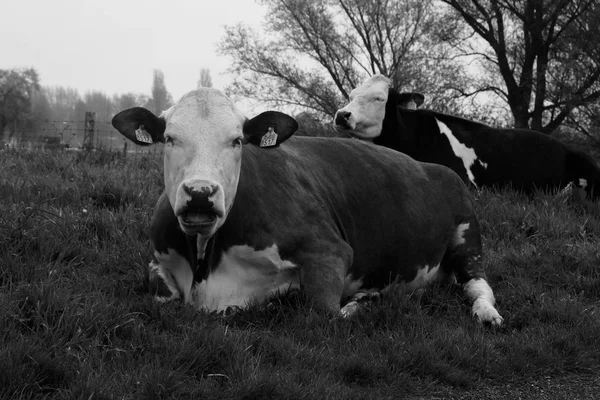 Twee koeien in de weide liggen — Stockfoto