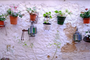 Çiçek ve bitki tencerede beyaz duvar