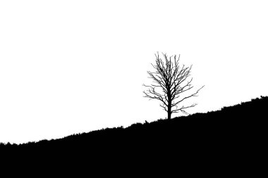 Ağaç üzerinde çapraz eğimli araziler, Posbank Rheden Hollanda