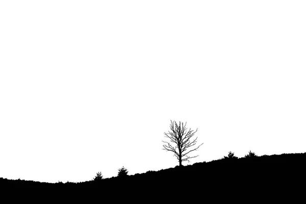 Árbol único en brezales inclinados, Posbank Rheden Países Bajos — Foto de Stock
