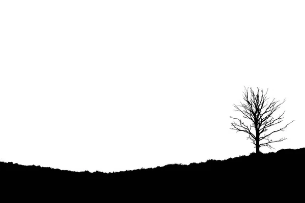 Дерево на похилій пустки, Posbank Rheden, Нідерланди — стокове фото