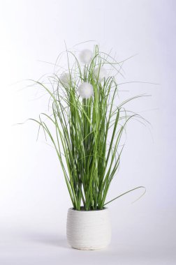 Yeşil Beyaz pot ve beyaz arka plan bitki
