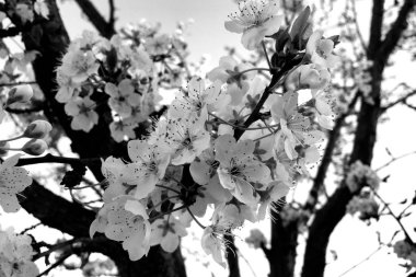 Erik ağacı içinde siyah ve beyaz tam çiçeği