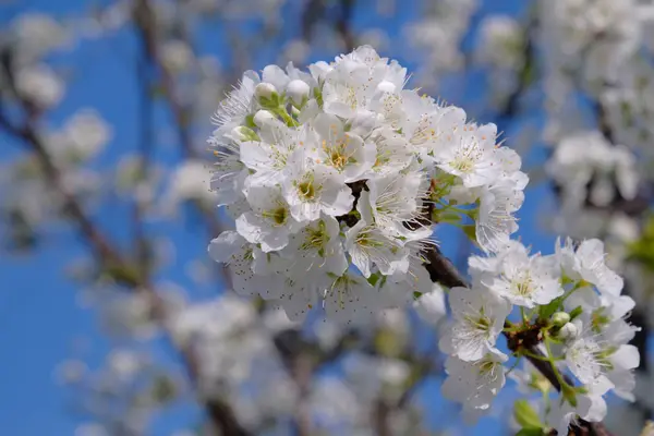 Albero di prugne in fiore pieno -1 — Foto Stock