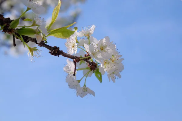 Albero di prugne in pieno fiore e cielo azzurro2 — Foto Stock