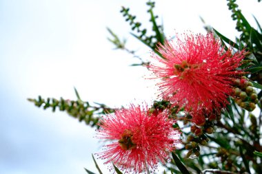 Bitki kırmızı konu ve yağmur damlacıkları ile