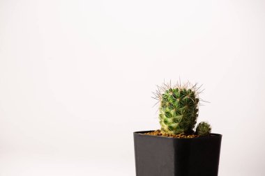 Siyah kaplarda çeşitli kaktüslerin koleksiyonu.