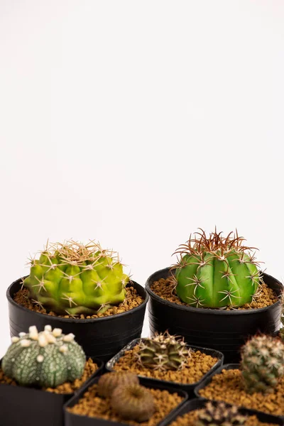 Collection Divers Cactus Dans Des Pots Noirs — Photo