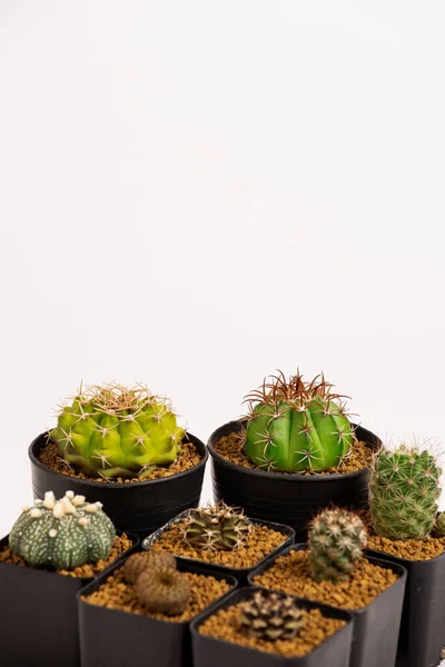 Collection Divers Cactus Dans Des Pots Noirs — Photo