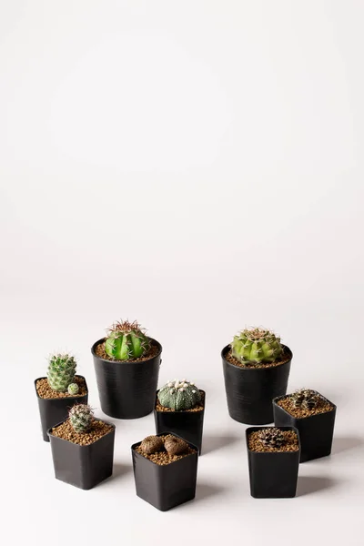 Collection Divers Cactus Dans Des Pots Noirs — Photo