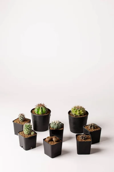 Collection Divers Cactus Dans Des Pots Noirs — Photo