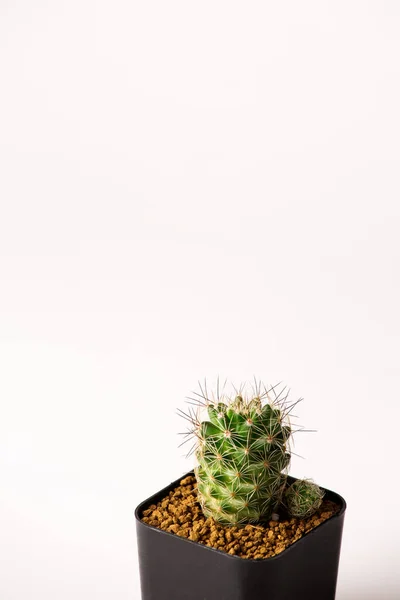 Collection Divers Cactus Dans Des Pots Noirs — Photo