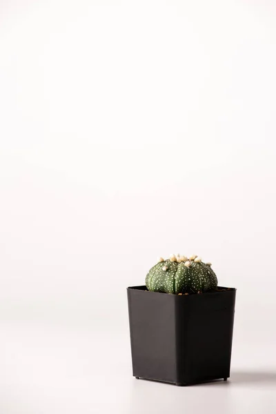Astrophytum Cactus Pots Noirs — Photo