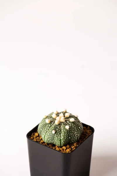 Astrophytum Cactus Pots Noirs — Photo