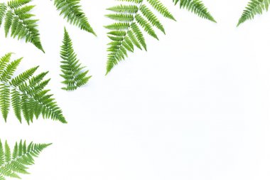 Beyaz arkaplanda yalıtılmış eğreltiotu dalları. düz yatış, üst görünüm