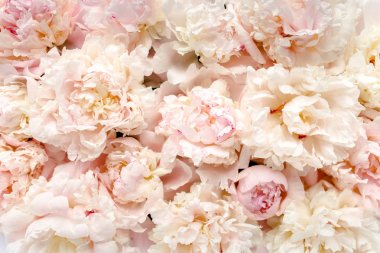 Çiçekler doku pembe ve bej peonies yaptı. Çiçek desenli gül tatil tebrik kartı. Düz yatıyordu, en iyi görünüm. Çerçeve çiçek. Çiçekler doku