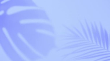 Gölge palmiyesi tropik yaprak canavarı