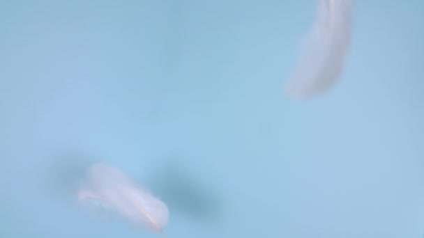 Textura de pluma blanca en movimiento sobre un fondo azul — Vídeos de Stock