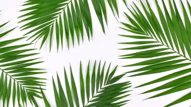 Motion of tropical palm leaves — Stock Video