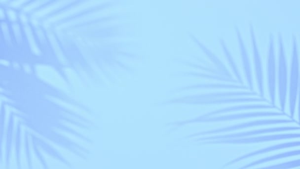 Cień czarny biały liść palmy tropikalnej — Wideo stockowe