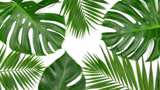 Движение тропических пальмовых листьев — стоковое видео