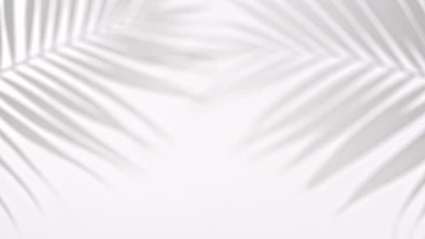 Sombra palma blanca negra hoja tropical — Vídeo de stock