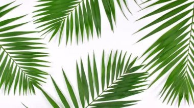 Tropik palmiye yapraklarının hareketi