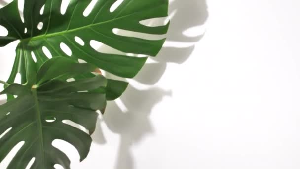 Green tropical palm and Monstera — Stock Video