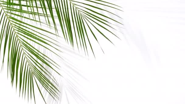 Ruch liści palmy tropikalnej — Wideo stockowe