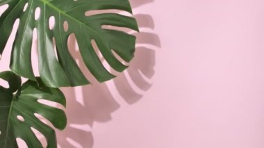 Yeşil tropik palmiye yaprakları Canavar 