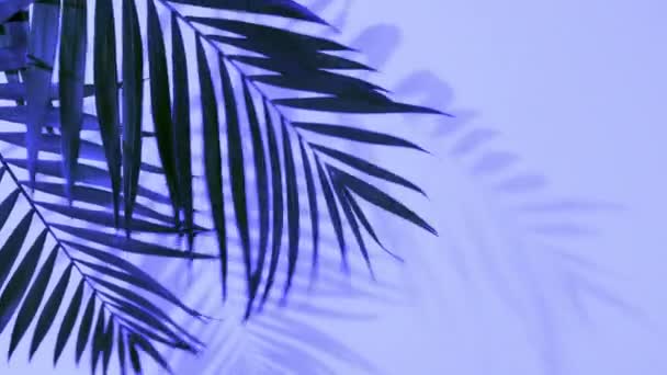 Tropical palm leaves in bold gradient holographic colors — Stock Video