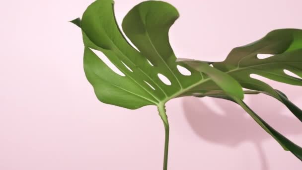 Gröna tropiska palmblad Monstera — Stockvideo